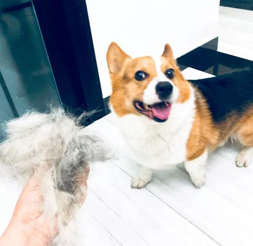 威尔士柯基犬掉毛是正常现象吗？主人如何应对？