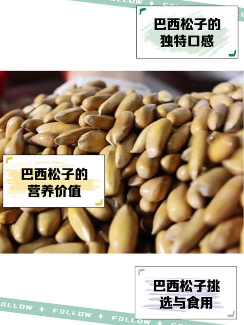 巴西松子价格一览表：一斤多少钱？哪里买最划算？