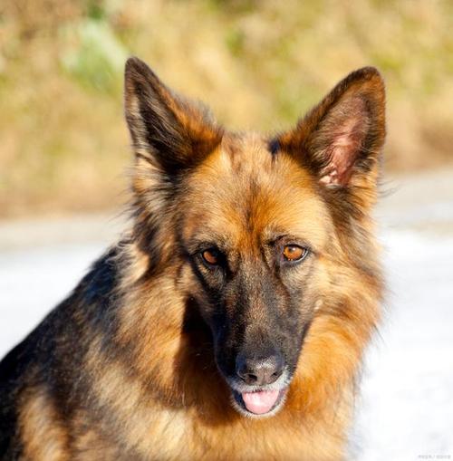 捷克狼犬一条多少钱？避免被高价坑了！