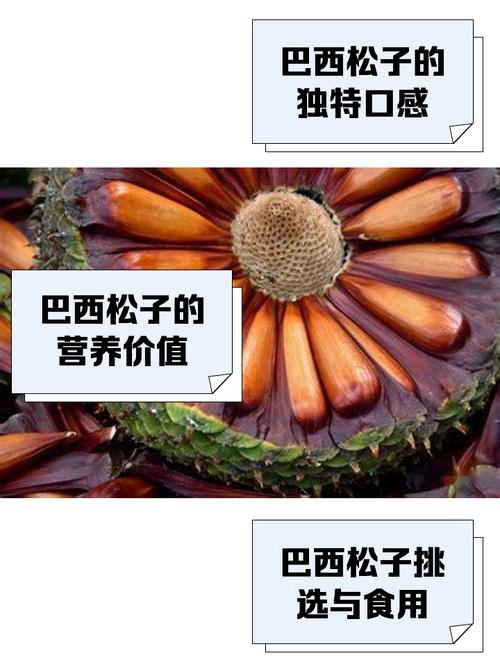 巴西松子价格一览表：一斤多少钱？哪里买最划算？