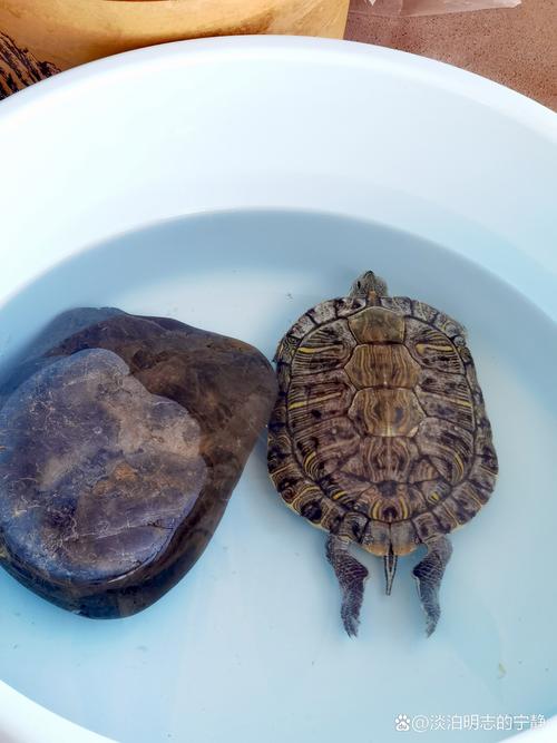 巴西龟什么时候开始冬眠?冬眠期间需要注意什么?