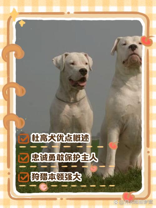 阿根廷杜高犬幼犬价格，血统纯度影响有多大？