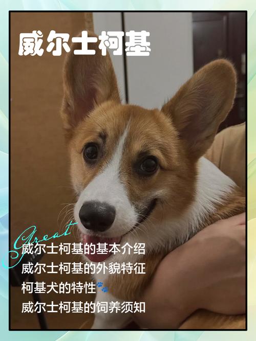威尔士柯基犬掉毛是正常现象吗？主人如何应对？