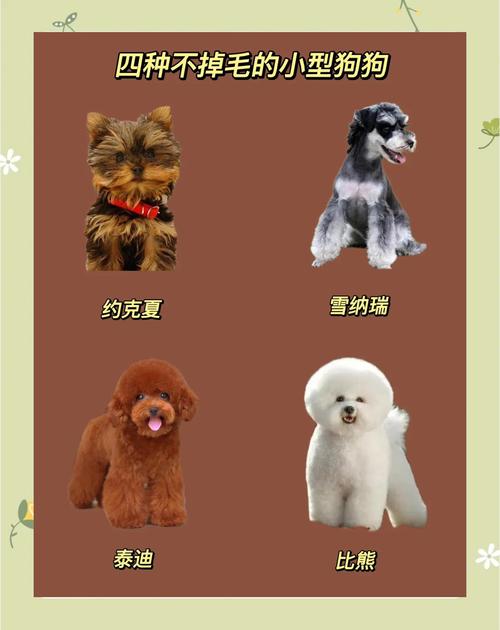 家庭养狗怕脏？这几种狗狗几乎不掉毛，超干净！