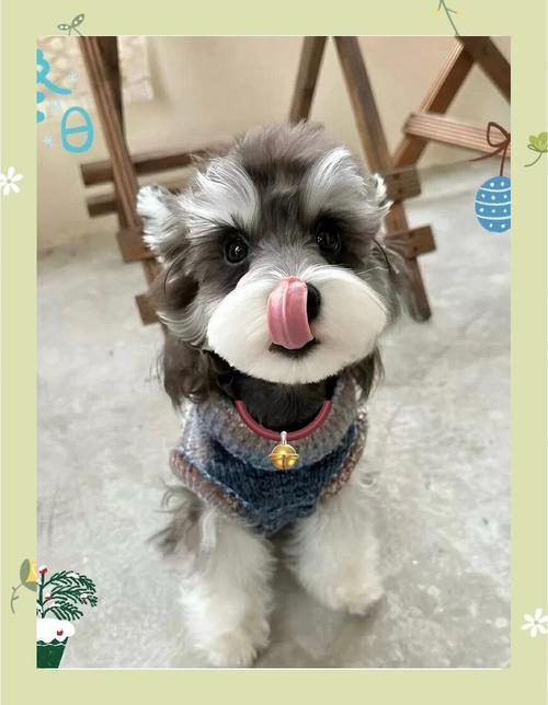 家庭养狗怕脏？这几种狗狗几乎不掉毛，超干净！