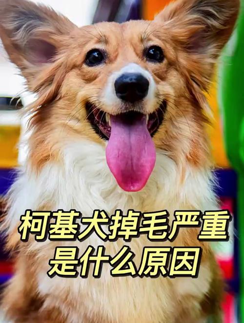 威尔士柯基犬掉毛是正常现象吗？主人如何应对？