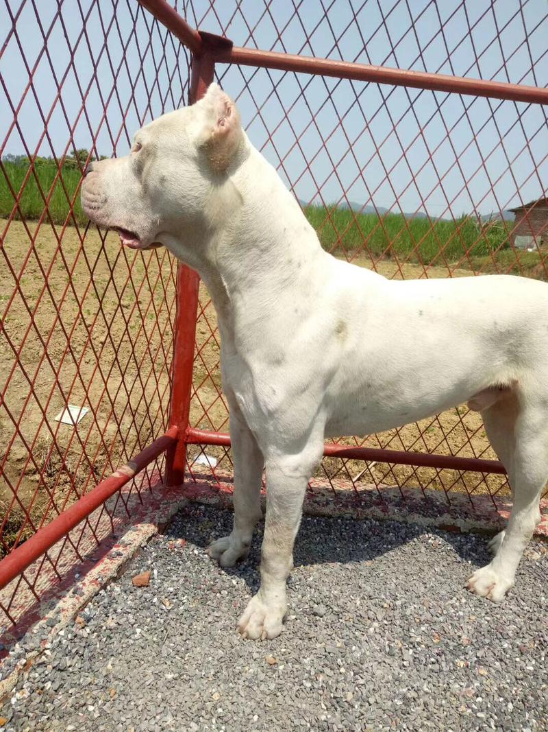 阿根廷杜高犬幼犬价格，血统纯度影响有多大？