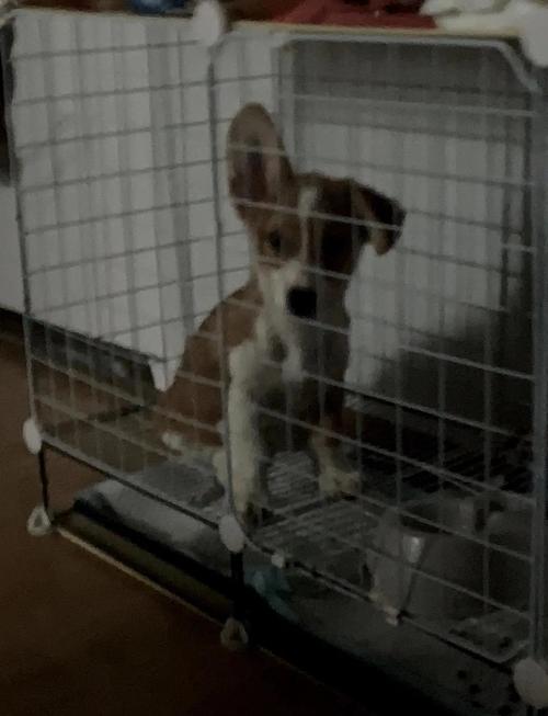 威尔士柯基犬掉毛是正常现象吗？主人如何应对？