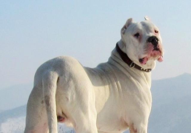 阿根廷杜高犬幼犬价格，血统纯度影响有多大？