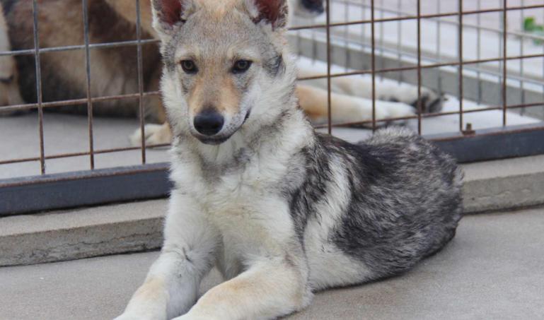 捷克狼犬价格惊人？一只究竟要花多少钱？