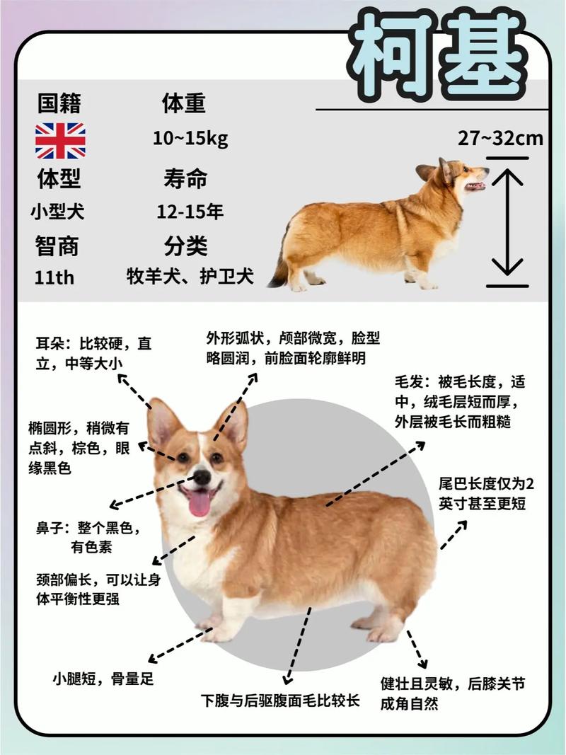 威尔士柯基犬价格是多少？教你如何避坑选购！