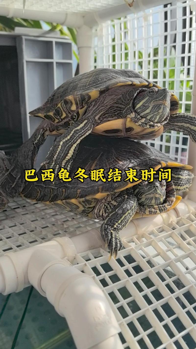 巴西龟什么时候开始冬眠?冬眠期间需要注意什么?