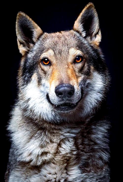 捷克狼犬一条多少钱？避免被高价坑了！