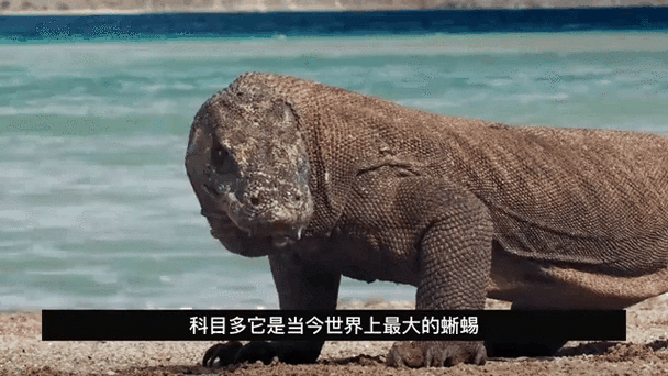 世界最大蜥蜴科莫多巨蜥的天敌有哪些？它们面临哪些生存威胁？