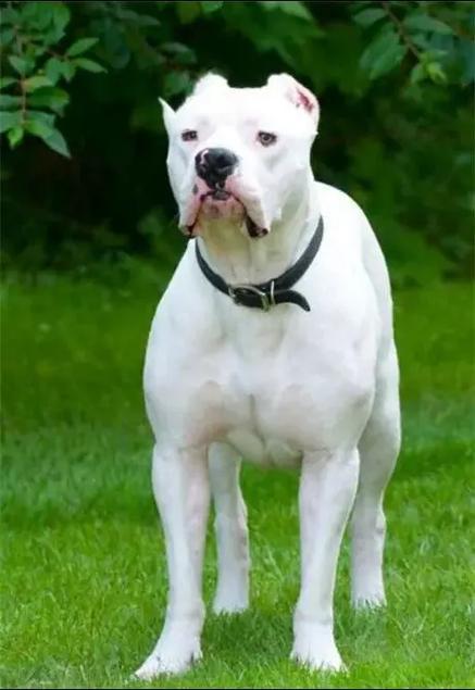 阿根廷杜高犬幼犬价格，血统纯度影响有多大？