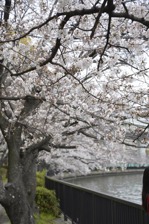 大阪樱花什么时候开？2024年大阪樱花开花时间预测及赏花攻略