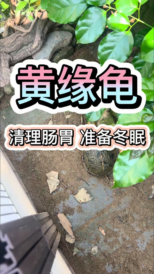 巴西龟什么时候开始冬眠?冬眠期间需要注意什么?