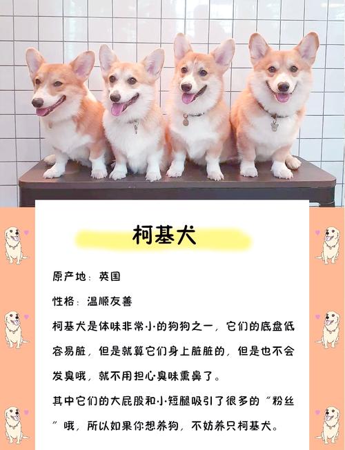 家庭养狗怕脏？这几种狗狗几乎不掉毛，超干净！