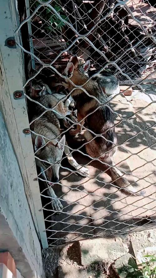 捷克狼犬一条多少钱？避免被高价坑了！