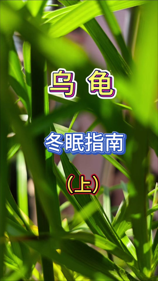 巴西龟什么时候开始冬眠?冬眠期间需要注意什么?