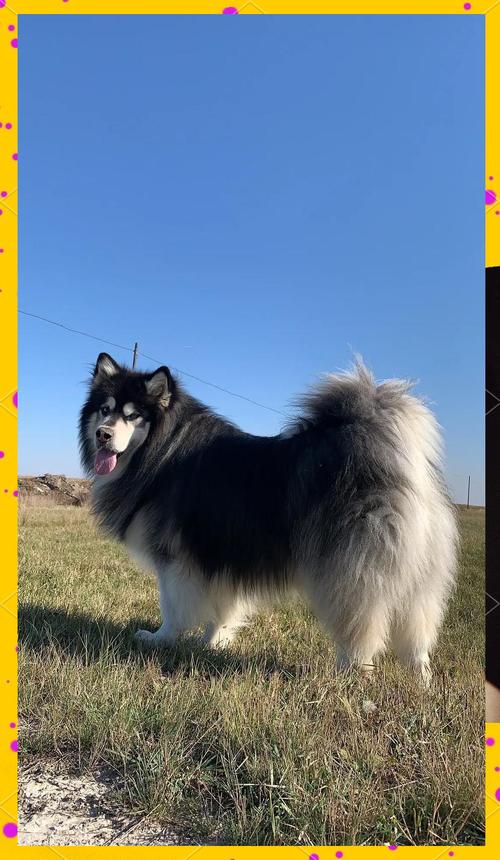 阿拉斯加犬的体型有多大？详细尺寸及体重参考