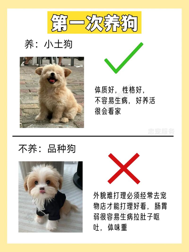 避开雷区！这10种狗不建议新手饲养，看看都有谁