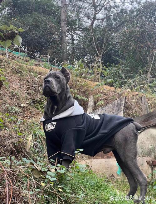 影响卡斯罗犬价格的因素有哪些？选购时需要注意什么？