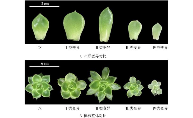 新生突变是什么意思？简单解释新生儿基因突变