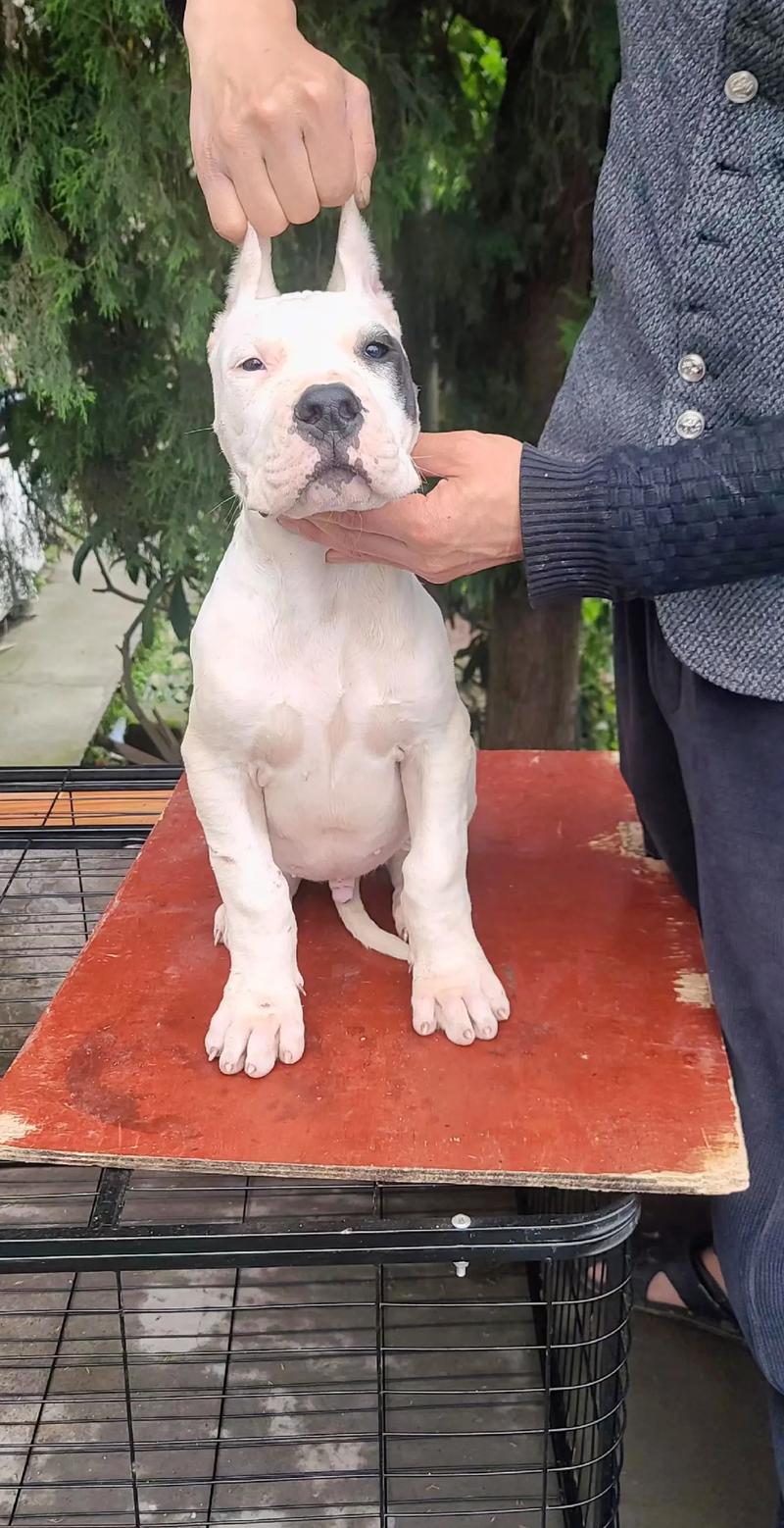 想养阿根廷杜高犬？先了解它会不会咬人，安全隐患大揭秘！