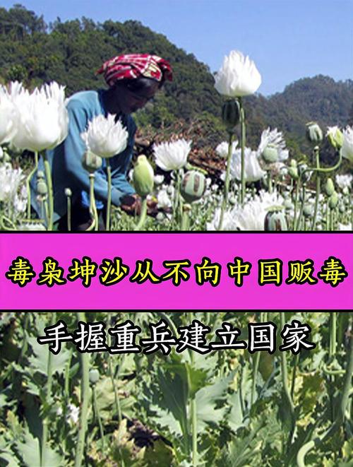 巴勃罗和坤沙谁更厉害?毒枭巅峰对决谁更胜一筹?