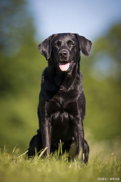 影响卡斯罗犬价格的因素有哪些？选购时需要注意什么？