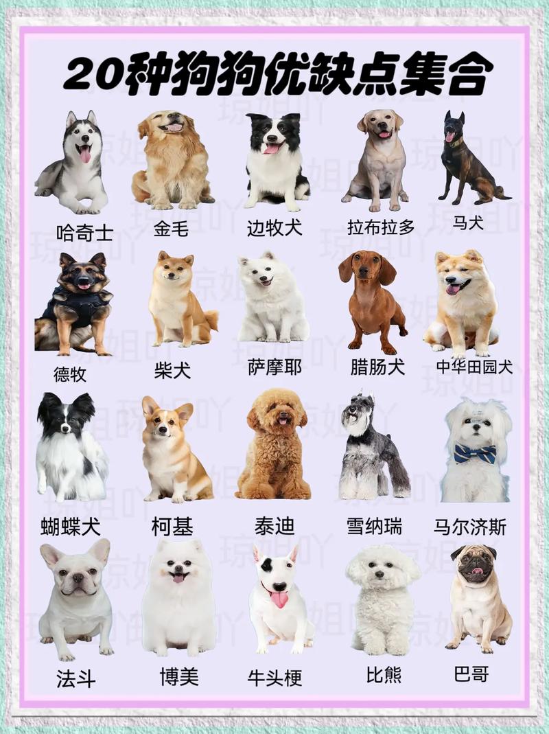 避开雷区！这10种狗不建议新手饲养，看看都有谁