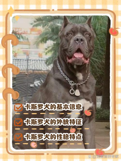 影响卡斯罗犬价格的因素有哪些？选购时需要注意什么？