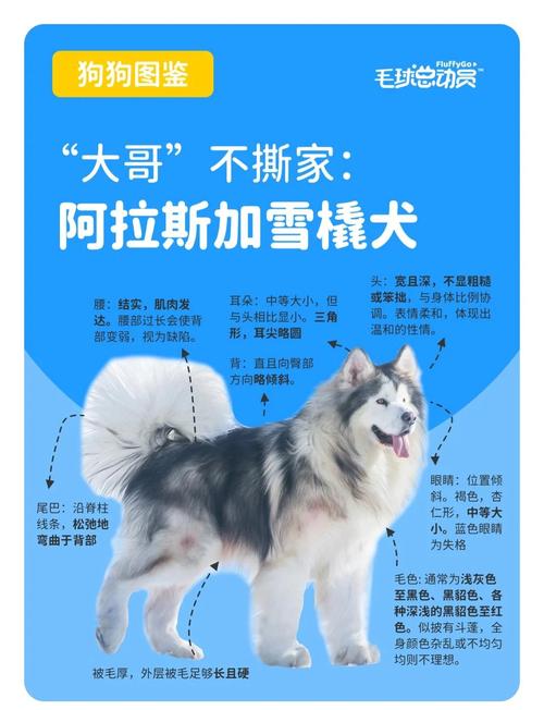阿拉斯加犬的体型有多大？详细尺寸及体重参考