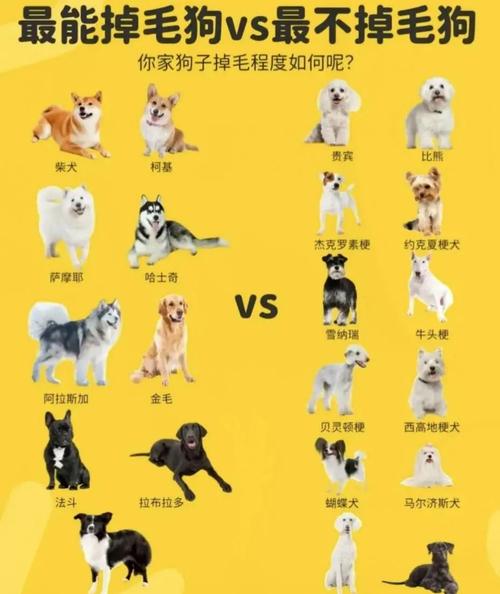 避开雷区！这10种狗不建议新手饲养，看看都有谁