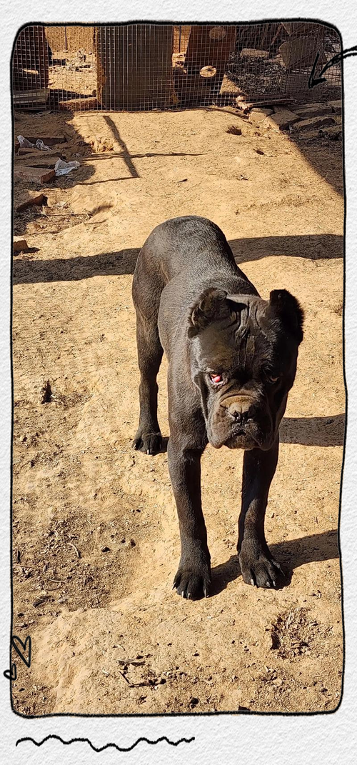 影响卡斯罗犬价格的因素有哪些？选购时需要注意什么？