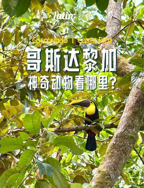 想去哥斯达黎加？先了解一下当地的消费情况