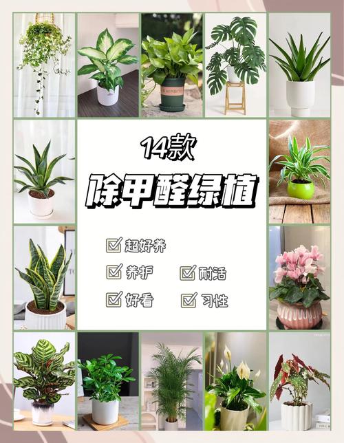 这些植物能有效吸甲醛，净化室内空气，改善家宅环境