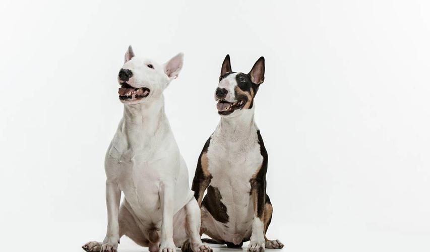 公牛队改名叫什么了?最新消息辟谣:名称不变!