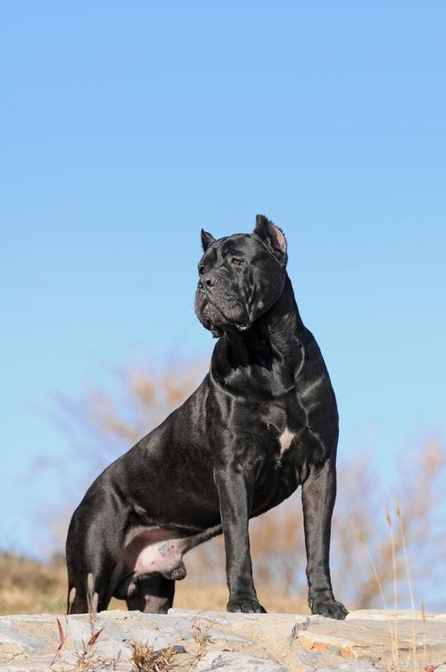 影响卡斯罗犬价格的因素有哪些？选购时需要注意什么？