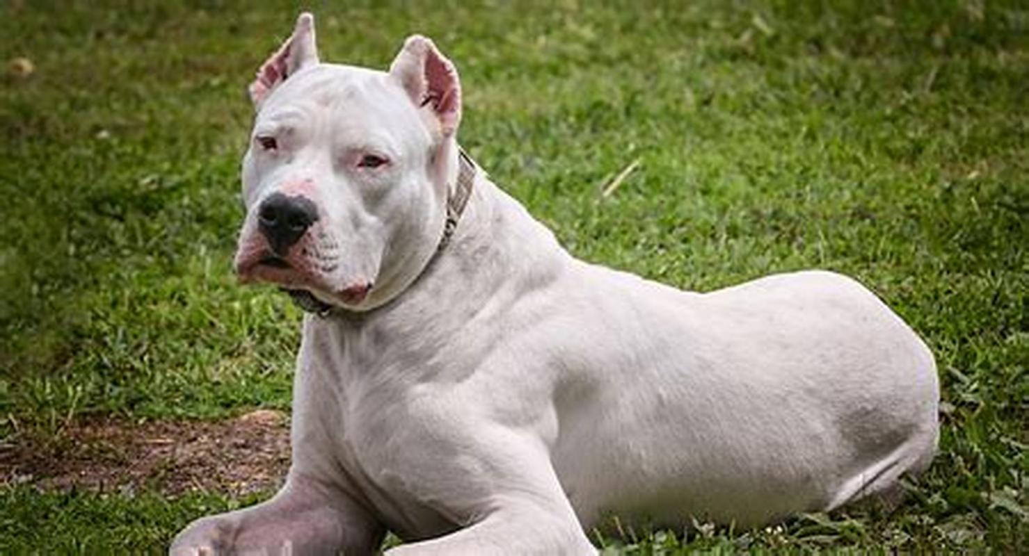 想养阿根廷杜高犬？先了解它会不会咬人，安全隐患大揭秘！