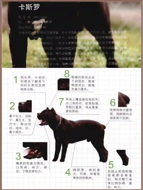 影响卡斯罗犬价格的因素有哪些？选购时需要注意什么？