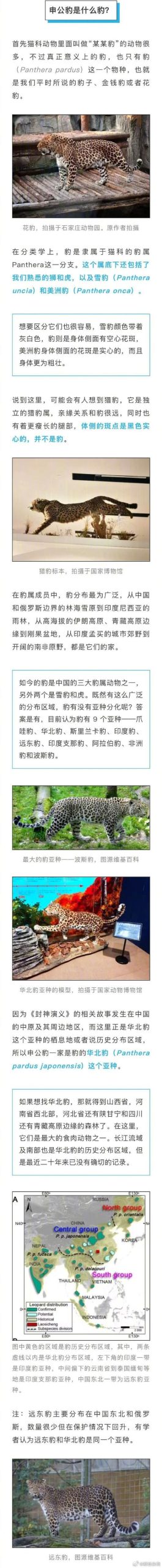 世界杯那些国家的代表动物是什么？一文了解世界杯背后的动物故事