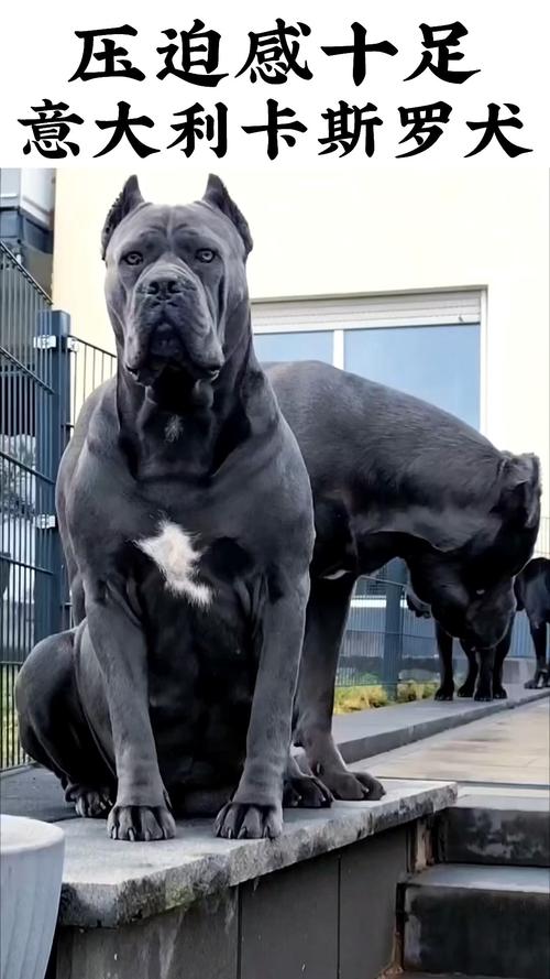 影响卡斯罗犬价格的因素有哪些？选购时需要注意什么？