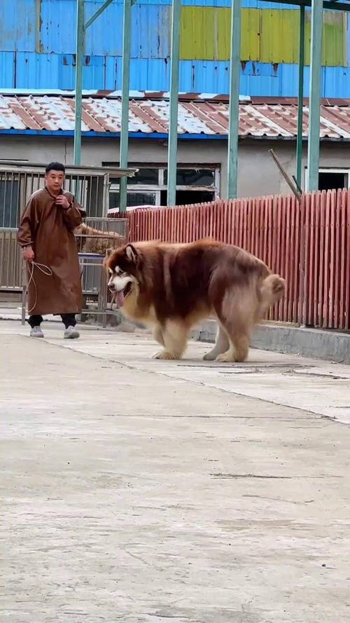 阿拉斯加犬的体型有多大？详细尺寸及体重参考