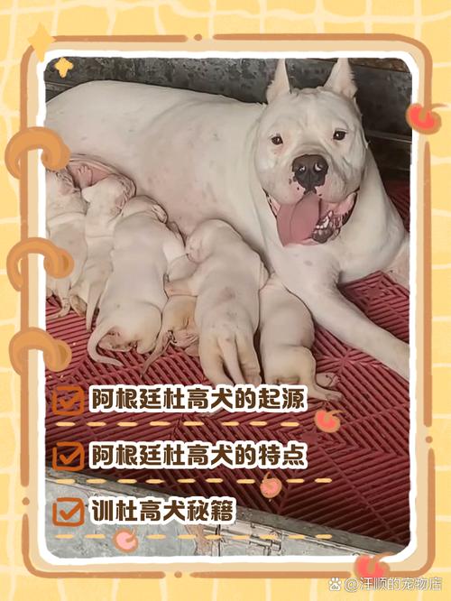 想养阿根廷杜高犬？先了解它会不会咬人，安全隐患大揭秘！
