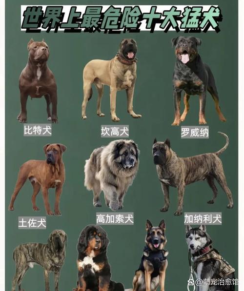 避开雷区！这10种狗不建议新手饲养，看看都有谁