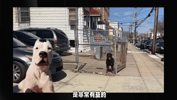 想养阿根廷杜高犬？先了解它会不会咬人，安全隐患大揭秘！