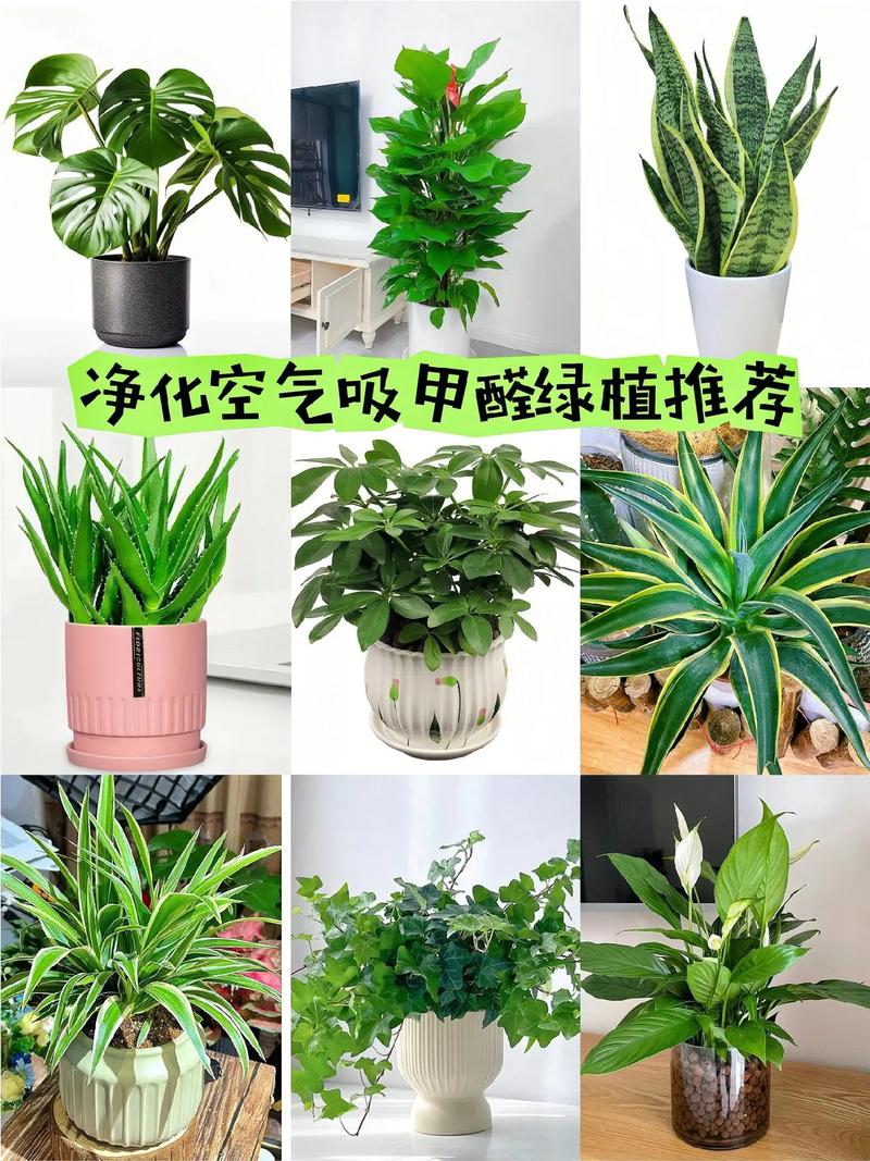 这些植物能有效吸甲醛，净化室内空气，改善家宅环境