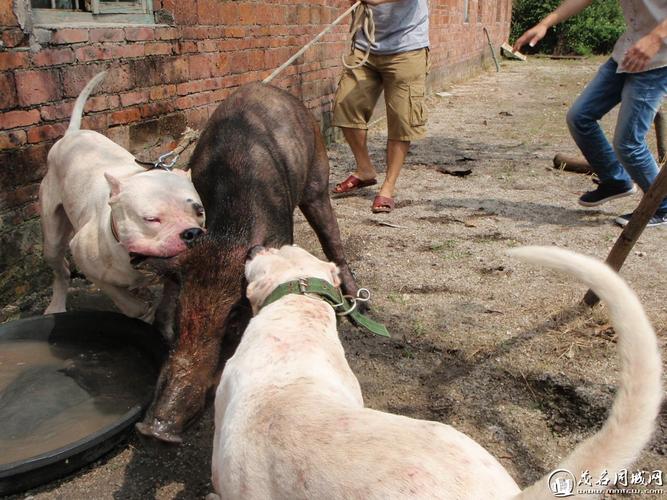 想养阿根廷杜高犬？先了解它会不会咬人，安全隐患大揭秘！